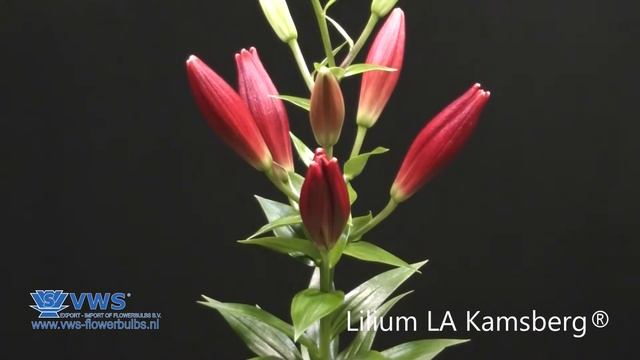 Lilium Kamsberg ® смотреть онлайн