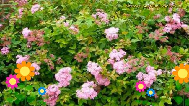 Спирея японская Оденсала. Краткий обзор, описание характеристик spiraea japonica Odensala смотреть онлайн