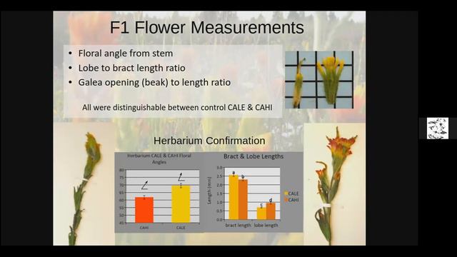 Bee crossed paint brush смотреть онлайн