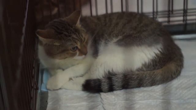 Ярмарка-раздача КОТИКОВ ТОРОБЗО "СОДРУЖЕСТВО". г. Томск, 03.03.2018 смотреть онлайн