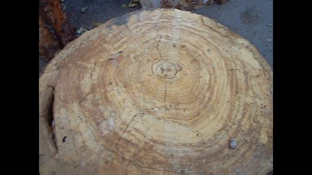 Как узнать сколько лет дереву...