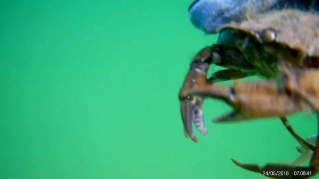 Краб с икрой Одесса смотреть онлайн