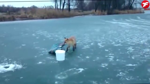 Посмотрите, что Бывает, Когда Животные Просят Помощи у Людей ч.2 смотреть онлайн