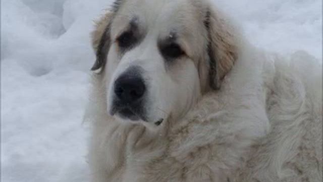 GRANT VESPERA ZDZHENA and its children! смотреть онлайн