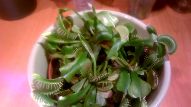 ВЕНЕРИНА МУХОЛОВКА _ ПОДГОТОВКА К ЗИМОВКЕ _ смотреть онлайн