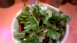 ВЕНЕРИНА МУХОЛОВКА  _  ПОДГОТОВКА  К  ЗИМОВКЕ _