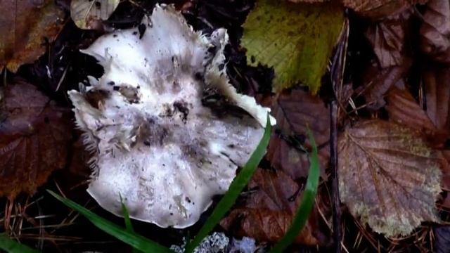 Рядовки Серые Штриховатые, Маслята в конце Октября. смотреть онлайн