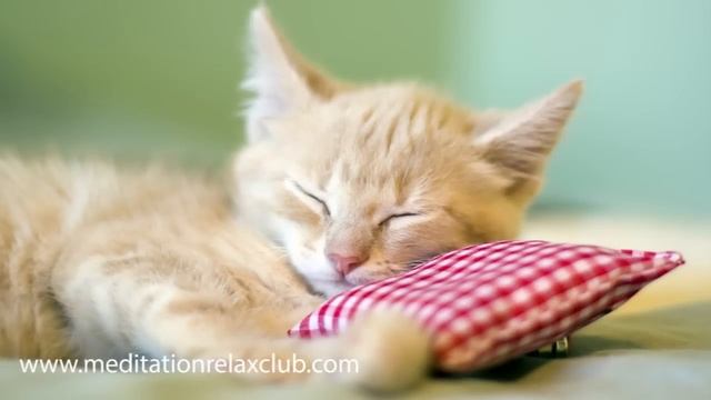 Dog Relaxation Music | Calming Music for Dogs and Cats (Pet Therapy) смотреть онлайн