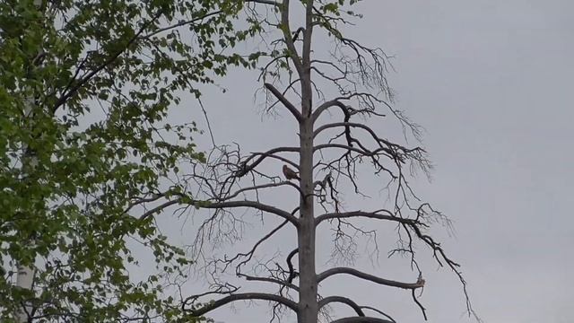 Канюк обыкновенный и Сойка [Buteo buteo], [Garrulus glandarius] смотреть онлайн