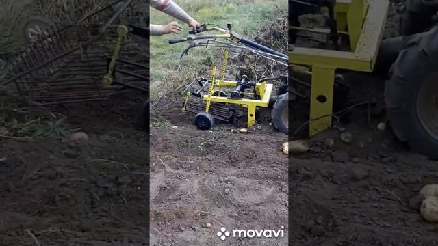 Самодельная картофелекопалка с мотоблоком. Урожай 2022 смотреть онлайн