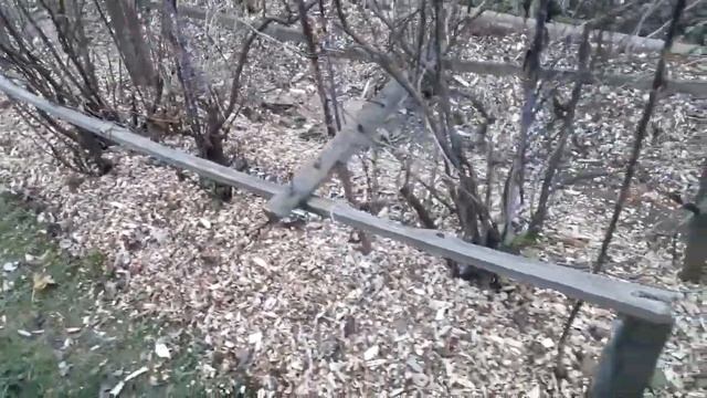 Укрытие хризантемы на зиму смотреть онлайн