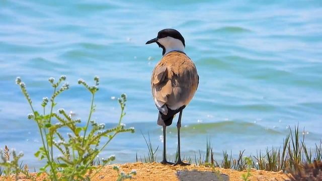 Музыка Для Сна, Души И Тела ? Музыка Для Исцеления Всех Болей Тела, Души И Духа