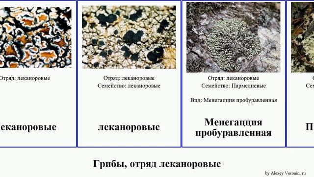 Грибы, отряд леканоровые кладония уснея эверния fungus цветущая Гипогимния Natural Цетрария ивовая смотреть онлайн