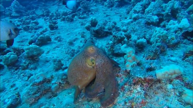 Испуганный Осьминог пытается скрыться от преследования, меняя цвет и форму. смотреть онлайн