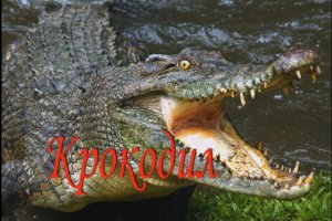 Крокодил