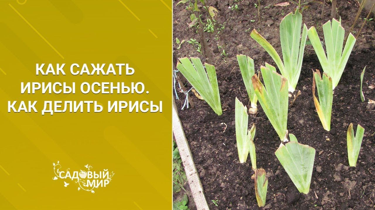 Как сажать ирисы осенью смотреть онлайн