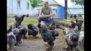 Кокцидиоз и глисты у кур: лечение, профилактика. Матрипула С.Б.