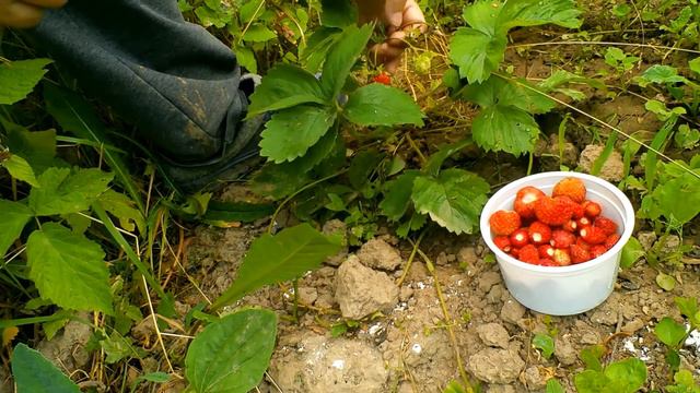 За земляникой в лес можно не ходить. Соседский кот Кузя и маленькая птичка. смотреть онлайн