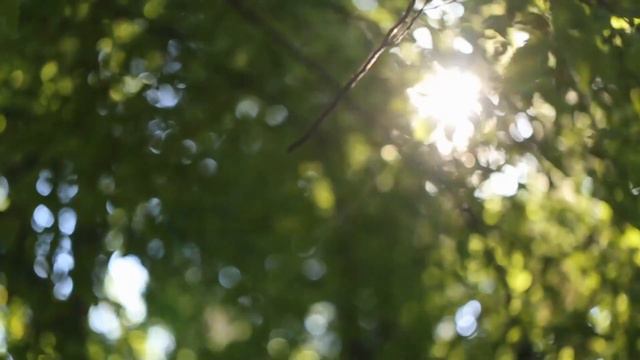 5 Things You Didn't Know About Trees смотреть онлайн