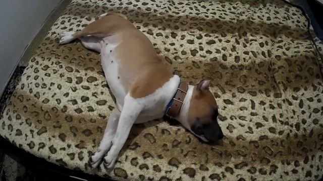 ЕСТЬ ЛИ ОТ АМСТАФФА ЗАПАХ ДОМА? смотреть онлайн