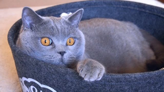 Смешная лежанка для кота/ Funny cat bed смотреть онлайн
