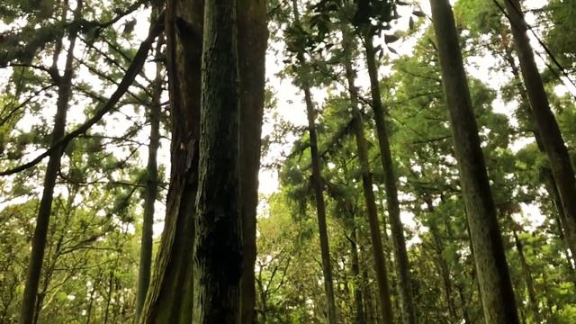 KYOTO TRAVEL IN 4K// NARA & ARASHIYAMA смотреть онлайн