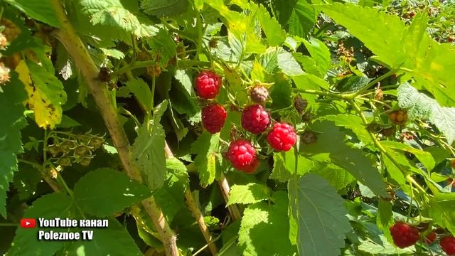 Как увеличить урожай малины! Уход за малиной в июле смотреть онлайн
