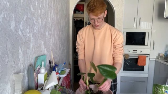 Монстера - уход в домашних условиях смотреть онлайн