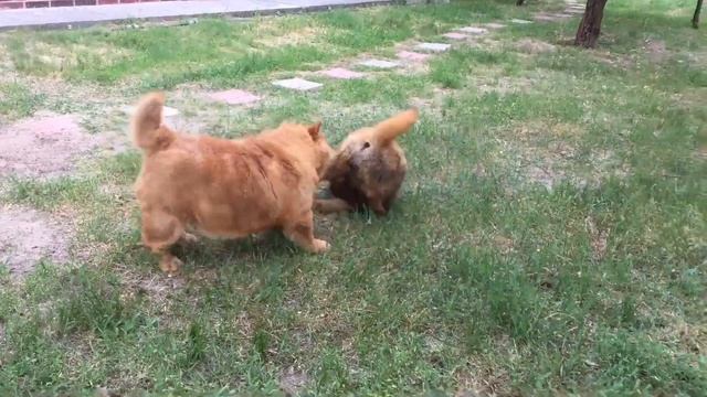 Pigs grandma Lipa and Knopa Мы два красивых поросёнка.... смотреть онлайн