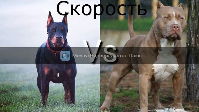 Доберман против Питбуля смотреть онлайн