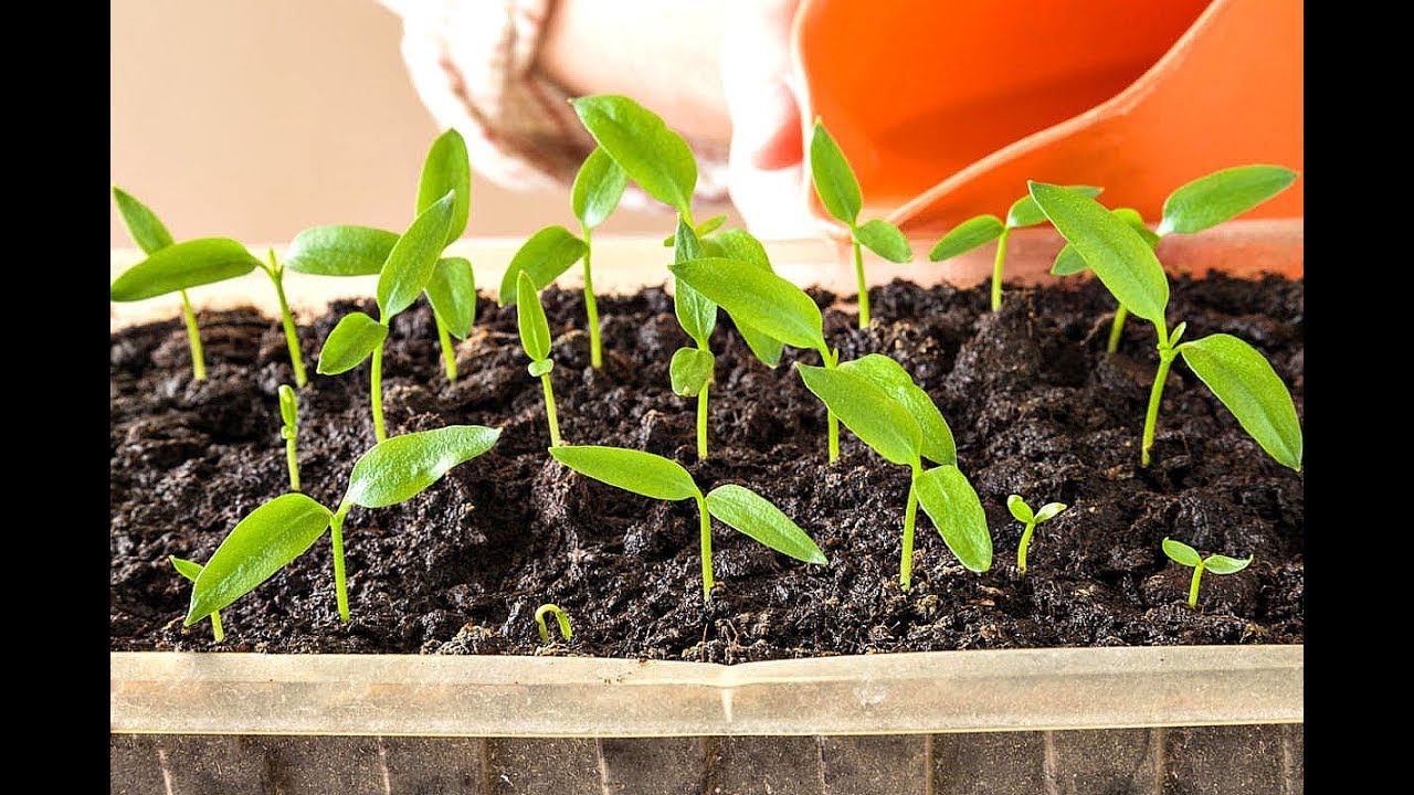 Благоприятные дни посадки перцев на рассаду в январе 2019! Как выбрать сорта перца для посадки? смотреть онлайн