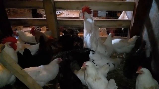 Морозы -22. Как зимуют наши питомцы. смотреть онлайн