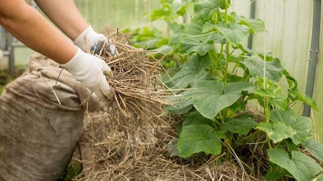 Огурцы цветут, а плодов нет ? Пустоцветы на огурцах смотреть онлайн