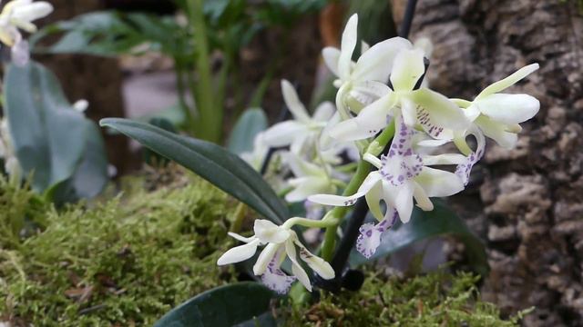 Phalaenopsis japonica (Rchb.f.) Kocyan & Schuit. 2014 PODROD Hygrochilus čín. 萼脊兰 смотреть онлайн