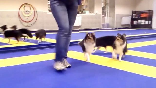 Щенки шелти. 1 урок хендлинга. Тренер: Марина Иванова