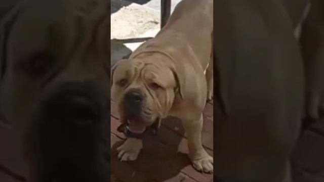 Boerboel Barks "Can you hear me?" смотреть онлайн