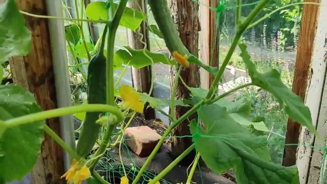 Формирование огурцов в теплице. Часть 2. смотреть онлайн