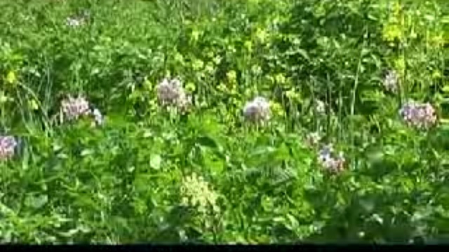 Созидательное земледелие или огород по-новому смотреть онлайн