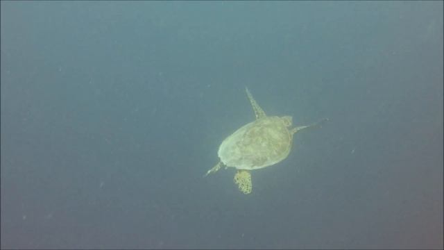 Diving in Sipadan - Semporna - Borneo смотреть онлайн