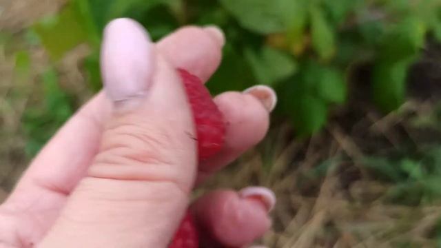 Очень классный сорт малины!!! смотреть онлайн