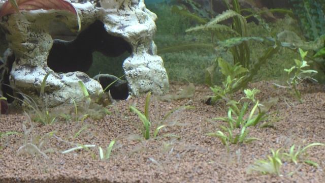 Аквакантри - аквариум Кельвина Juwel Rio 450! Обзор нового заводского Белого Аквариума без слов! смотреть онлайн