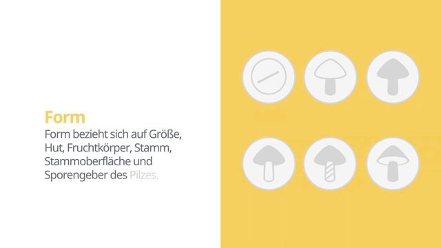 Austernseitling (Pleurotus ostreatus) | Form | Praktisches Kurzprofil | Shroomers смотреть онлайн