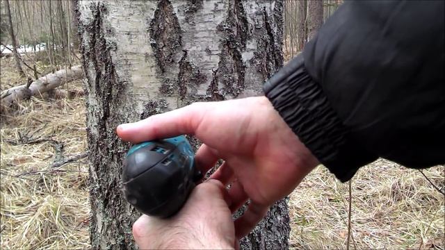 Как собирать берёзовый сок