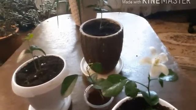 Мурайя- экзотика в доме смотреть онлайн