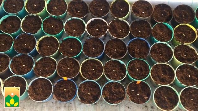 Посев огурцов зимне-весеннего экотипа. Авторские гибриды Агрофирмы Манул! смотреть онлайн