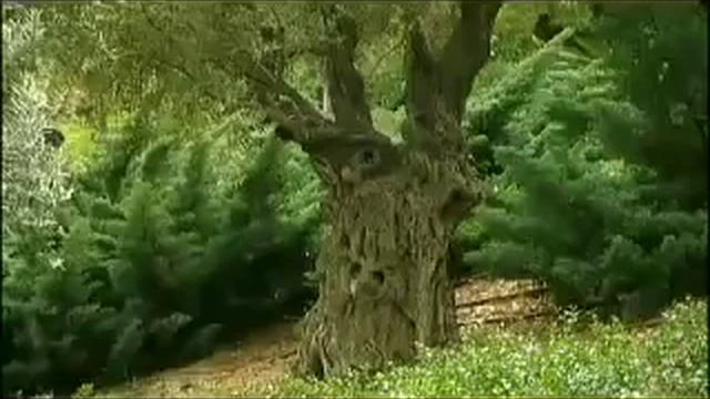 Хайфа, Бахайский храм и его висячие сады.flv смотреть онлайн