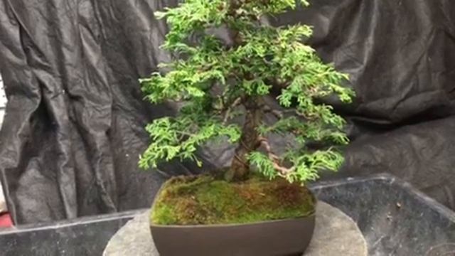 Chamaecyparis obtusa "Wells special" bonsai смотреть онлайн