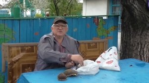 Как посадить подсолнухи. Подсолнухи