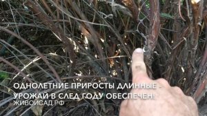 Обрезка жимолости