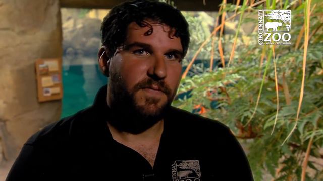 Baby Hippo Fiona - Episode 5 Family Reunion - Cincinnati Zoo смотреть онлайн